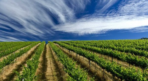 Penfolds McLaren Vale